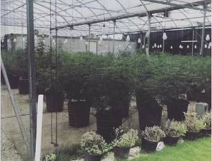 New Level Farms — Business Expansion Consultation